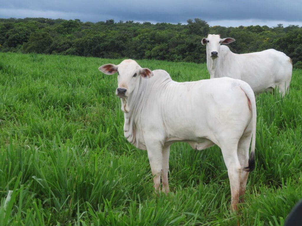 Imagem do WhatsApp de 2023-10-03 à(s) 10.05.23_2db9bd1d