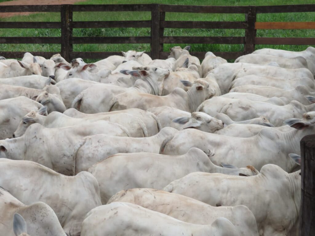 Imagem do WhatsApp de 2023-10-03 à(s) 10.05.26_f84408d7