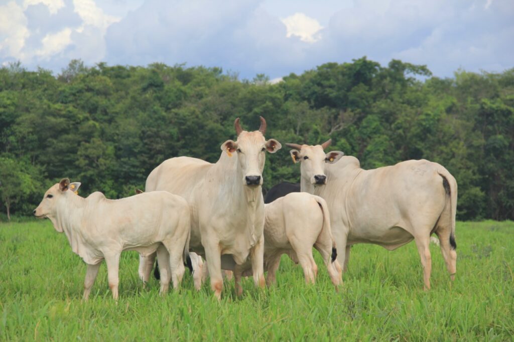 Imagem do WhatsApp de 2023-10-03 à(s) 10.11.40_4f48339f