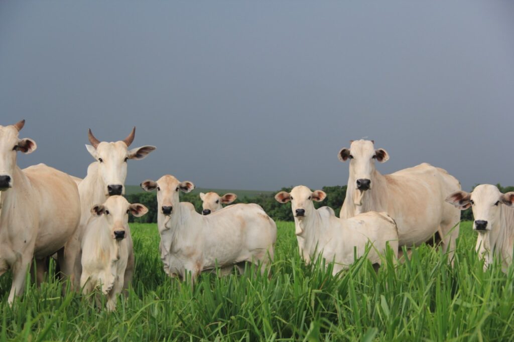 Imagem do WhatsApp de 2023-10-03 à(s) 10.11.42_dda3db1f