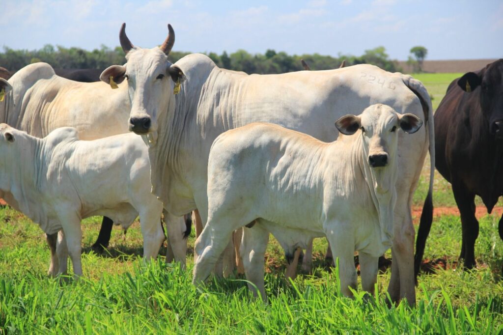 Imagem do WhatsApp de 2023-10-03 à(s) 10.13.33_b43fe6ae