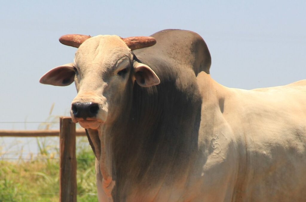 Imagem do WhatsApp de 2023-10-03 à(s) 10.13.33_d2182486