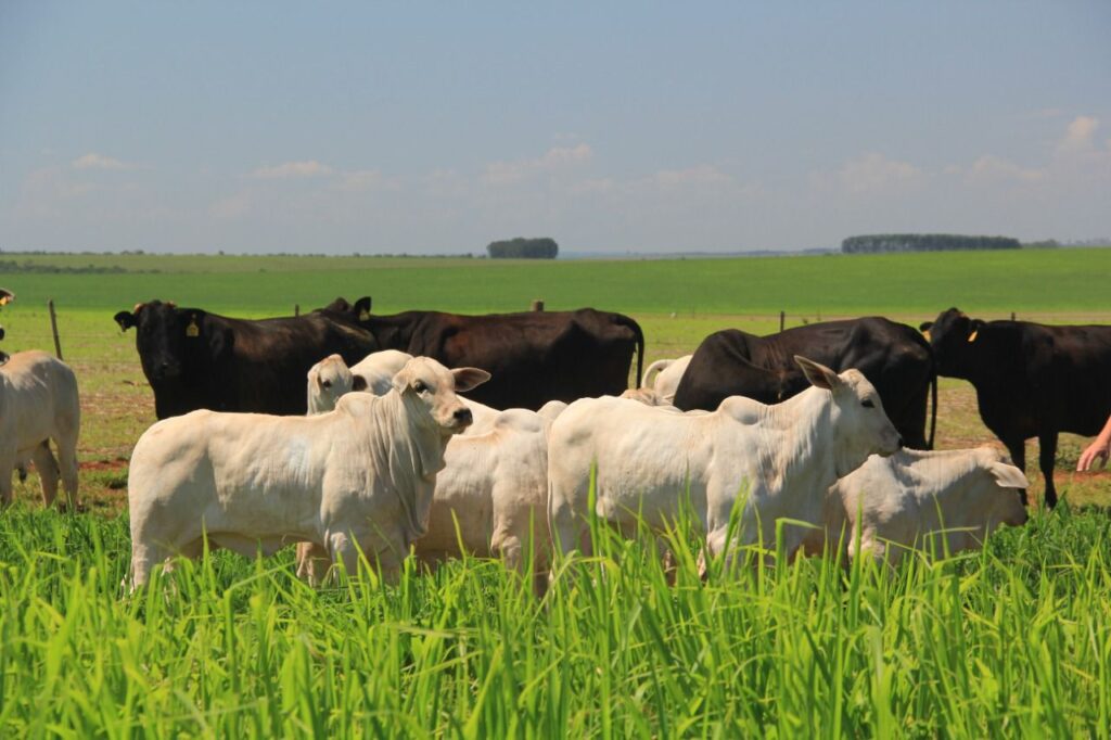 Imagem do WhatsApp de 2023-10-03 à(s) 10.13.38_6612e881