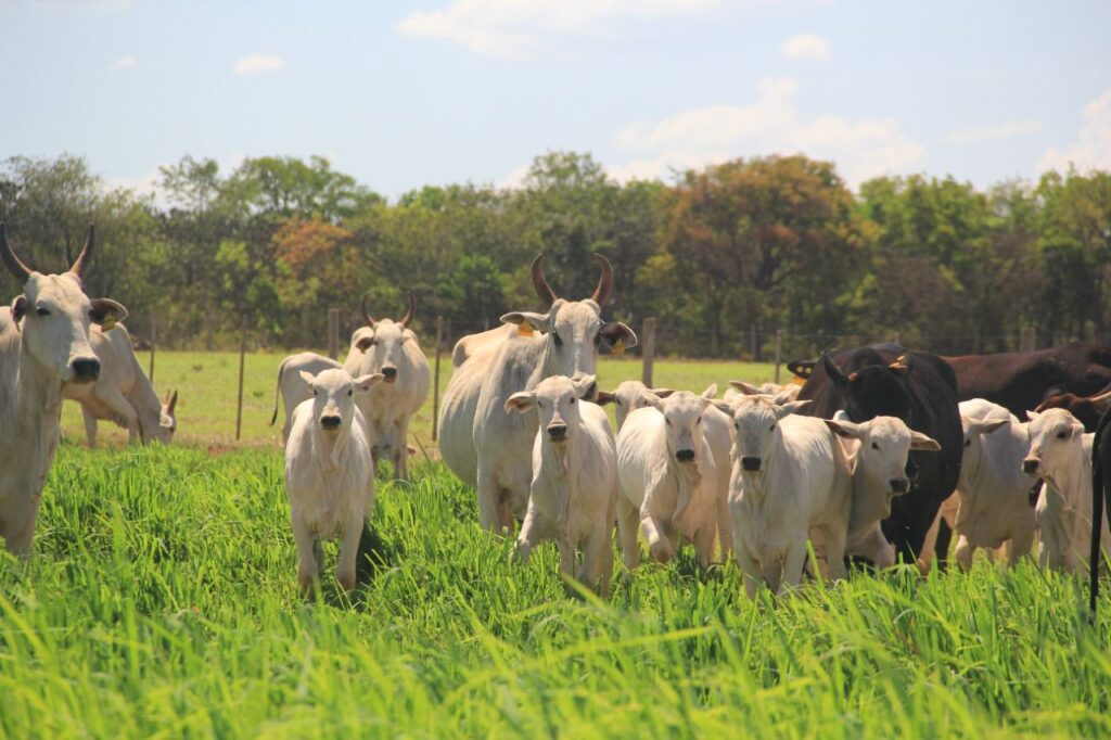 Imagem do WhatsApp de 2023-10-03 à(s) 10.13.38_e8093b1c