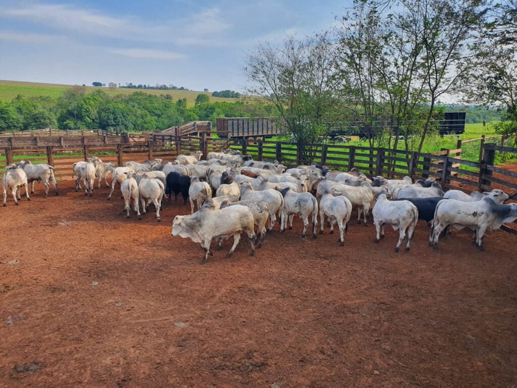 Imagem do WhatsApp de 2023-10-04 à(s) 11.23.27_faca4e90